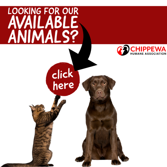 Adopting From Chippewa Humane - Chippewa Humane Association